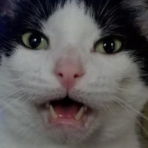 Meet your Posher, Joanie